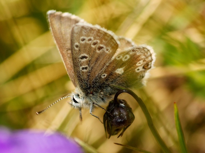 Plebejus (agriades) glandon